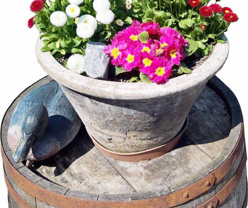 Frühlingserwachen rund um den Bindersgarten